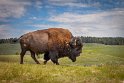 034 Yellowstone NP, bizon
